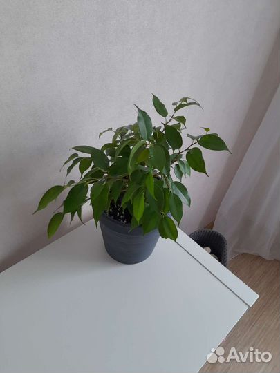 Комнатные растения цветы