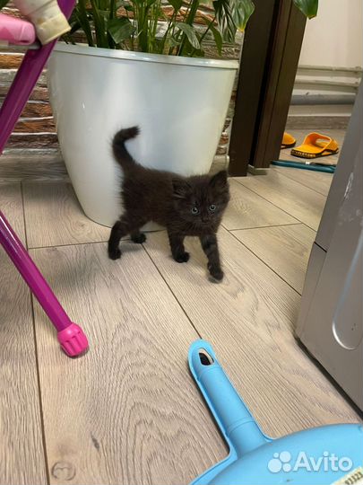 Кошка, котенок