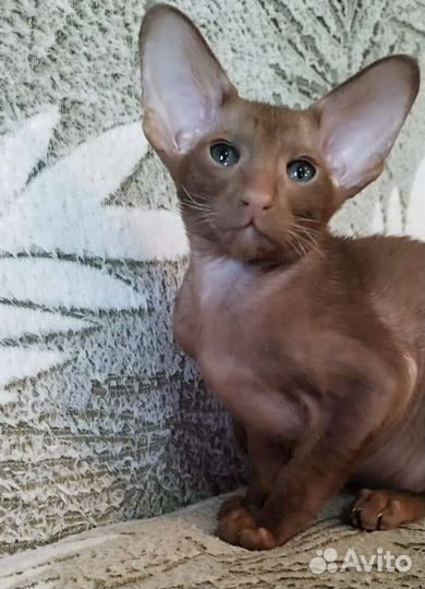 Ориентальная