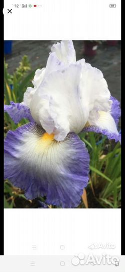 Ирис сортовой