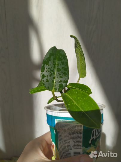 Жасмин стефанотис