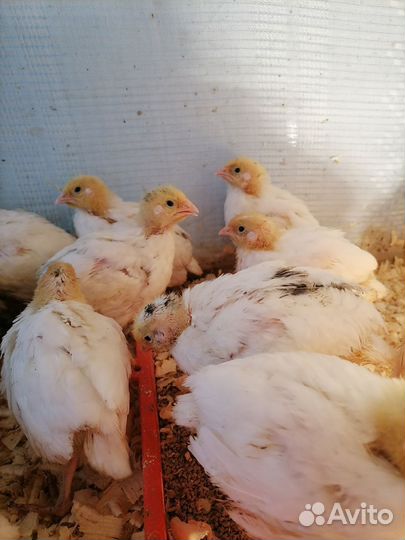 Перепелята