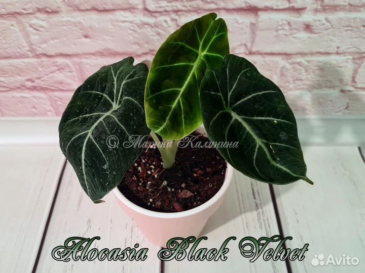 Алоказии Black Velvet, Red Secret