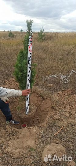 Крупномер декоративные