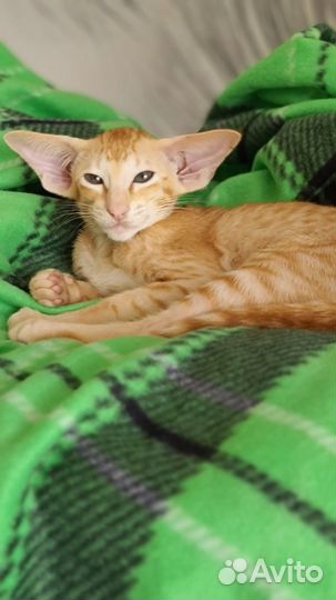 Орентальные котики