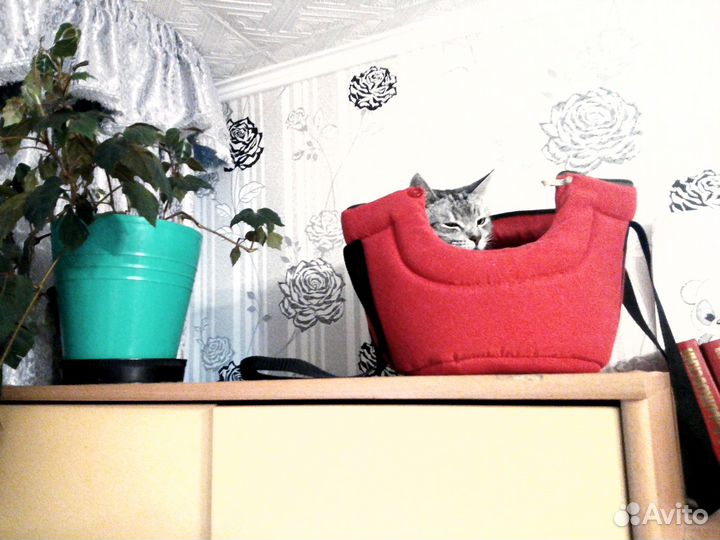 Передержка животных