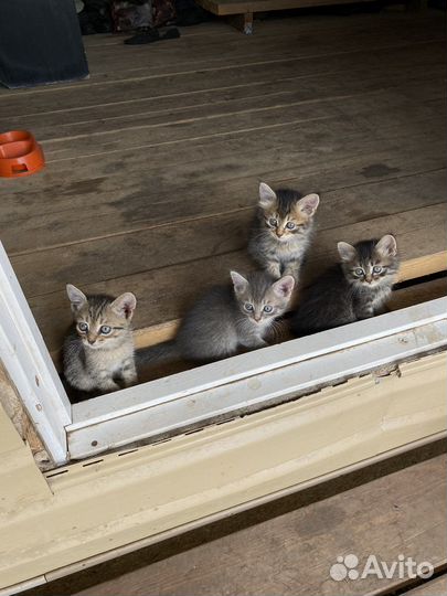 Котята в добрые руки приучены к лотку