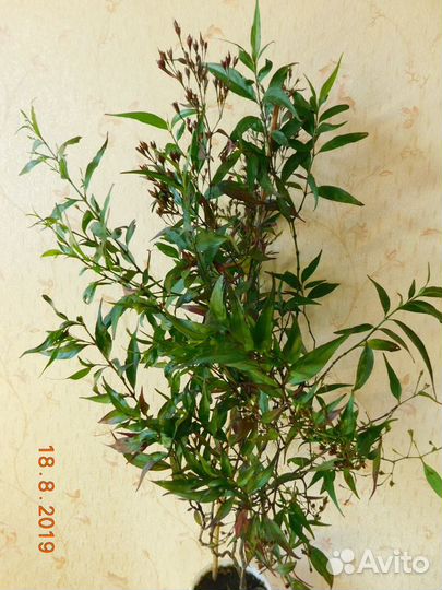 Комнатный цветок 