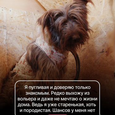 Бриар, взрослая собака