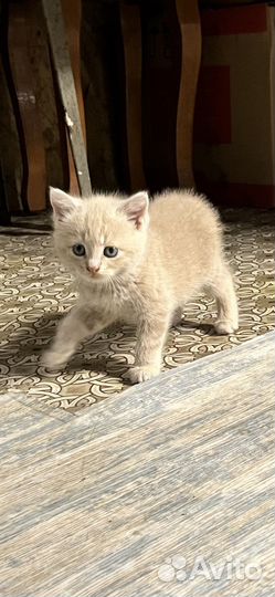 Котята бесплатно