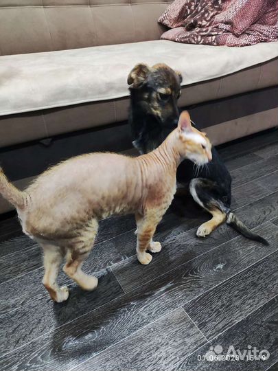 Собака в добрые руки