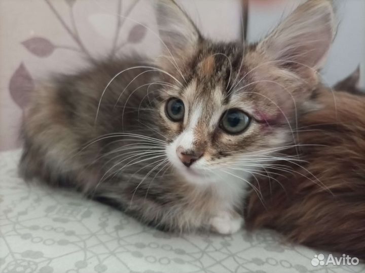 Котенок в добрые руки