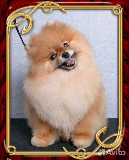 Породный груминг (стрижка) шпица