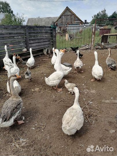 Продам гусей