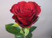 Роза одноголовая и кустовая Кения оптом