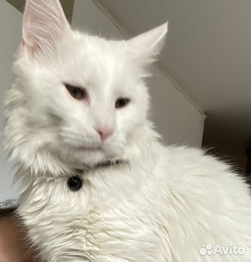 Кот мейн-кун вязка