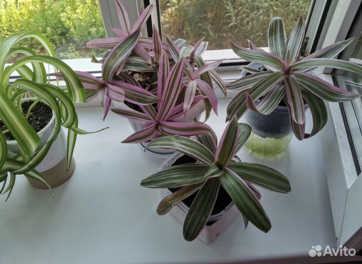 Комнатные цветы