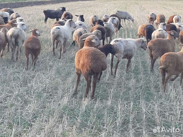 Овцы матки ягнята бараны объявление продам