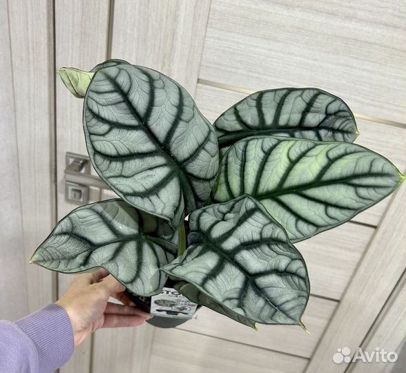 Алоказия Silver dragon