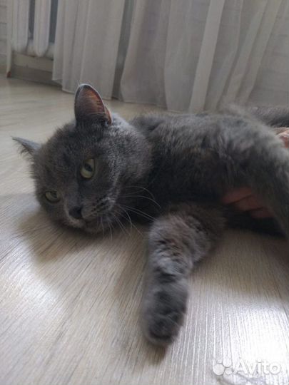 Кошка в добрые руки