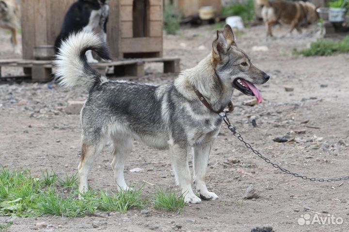 Капля