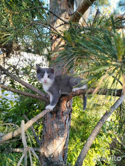 Котята приносящие удачу