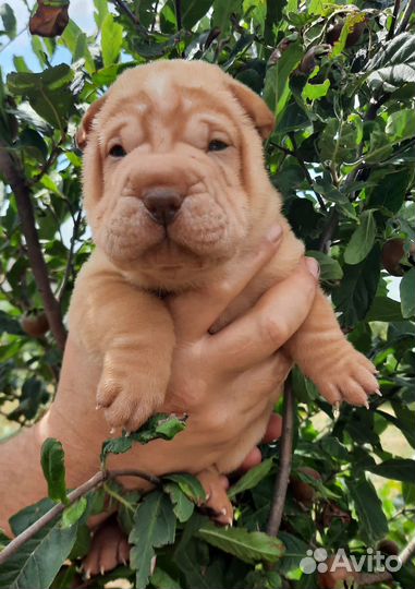 Щенки Шарпей