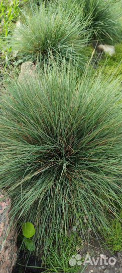 Овсянница сизая