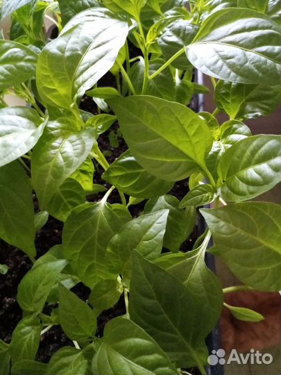 Рассада :томаты, перец, баклажан, бархатцы астра