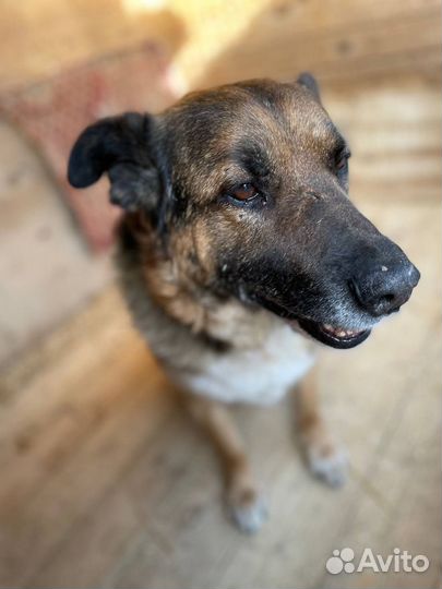 Джим зовет приехать в приют