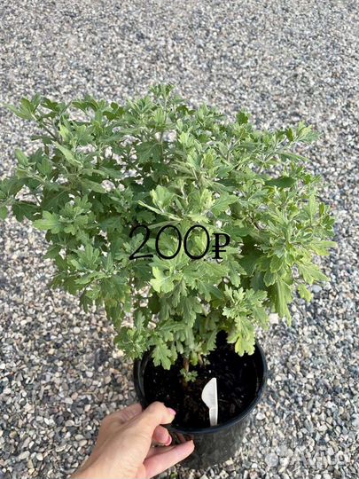 Хризантема мультифлора