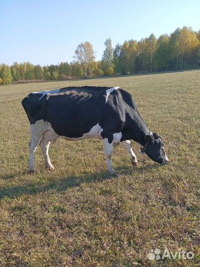 Коровы и телки