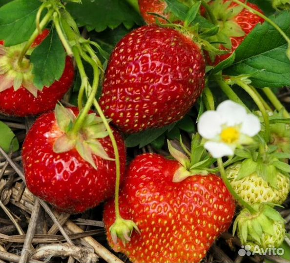 Саженцы клубники зкс