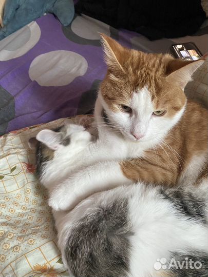 Кошка и кот
