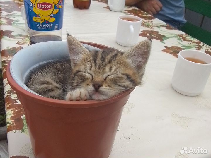 Котята