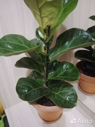 Фикус Лирата