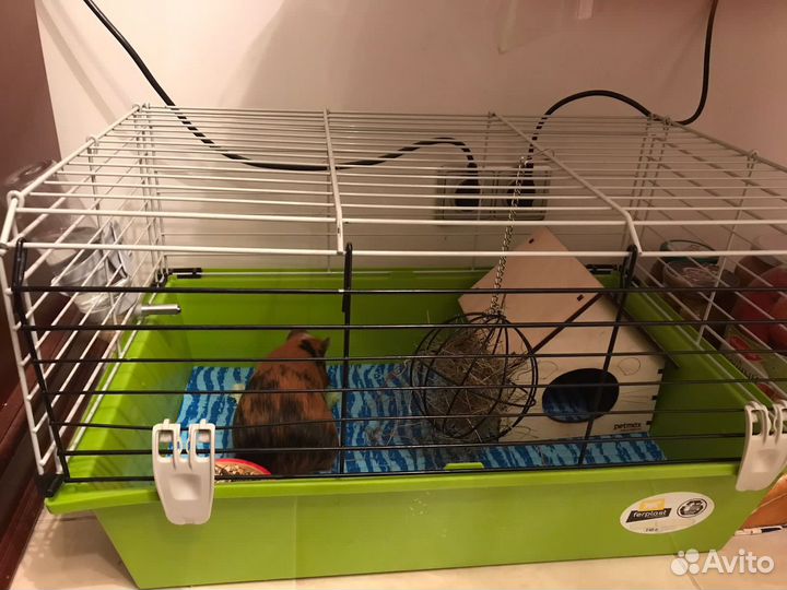 Морская свинка с клеткой