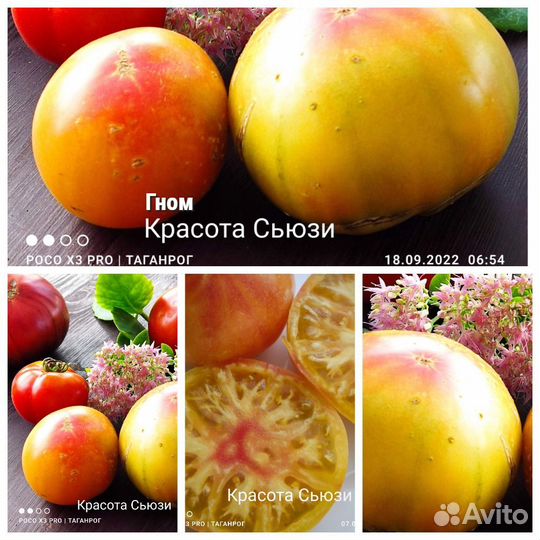 Семена сортовых томатов