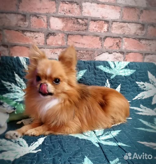 Вязка. Мелкий породный кобель приглашает невест