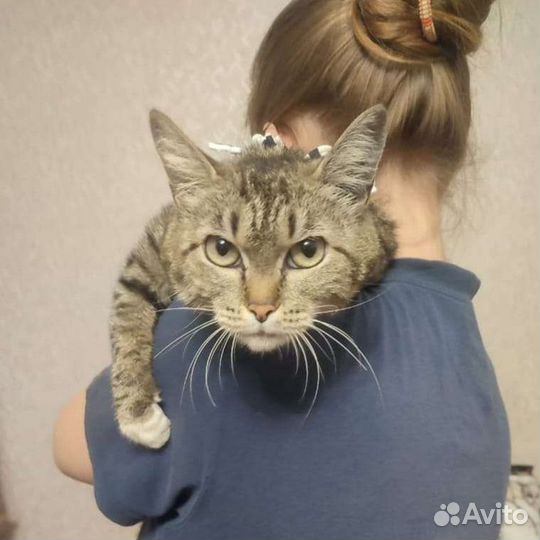 Кошечка Люся