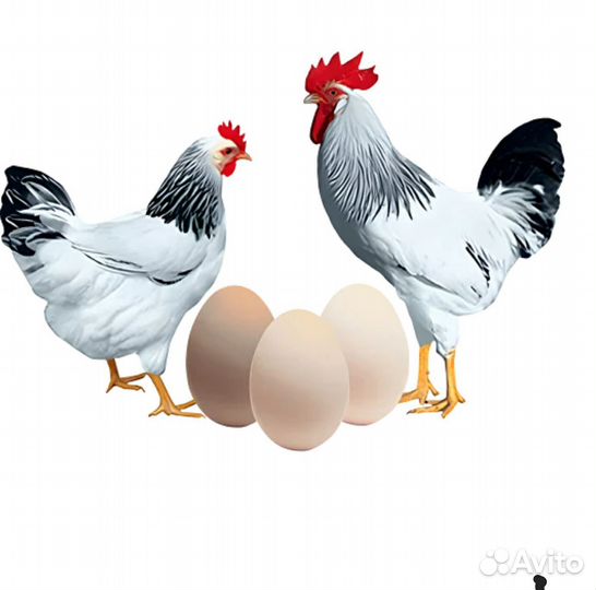 Цыплята суточные