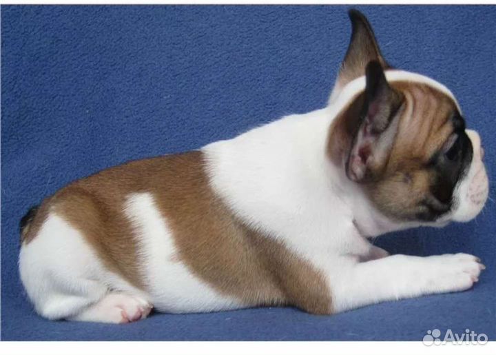 Французики