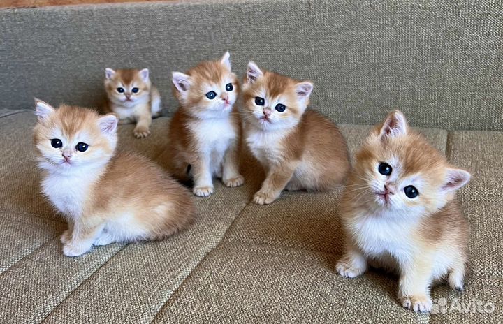 Британские золотые шиншиллы