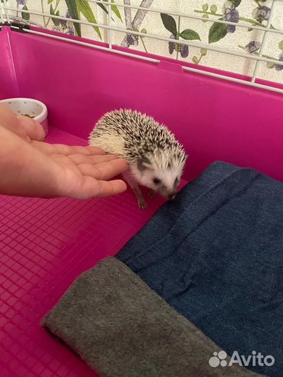 Африканский ежик