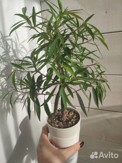 Фикус барок