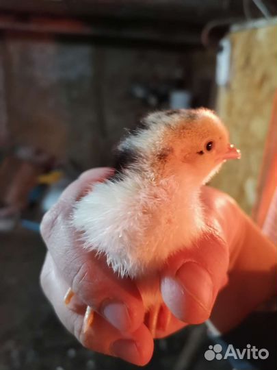 Петухи леггорн долматинец