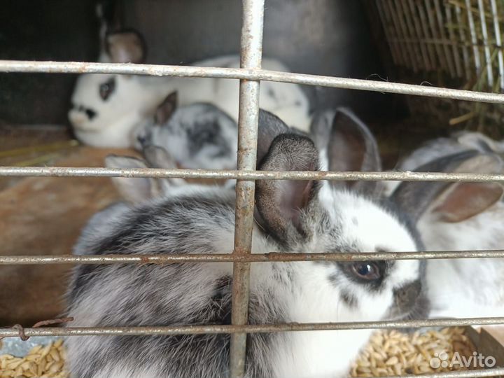 Крольчата бабочка