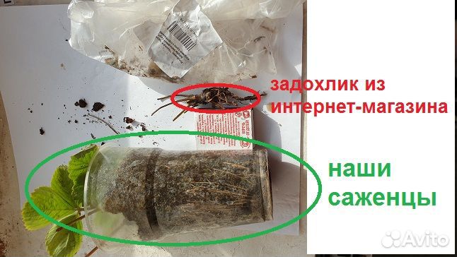 Знать бы раньше.Саженцы клубники. Какие выбирать