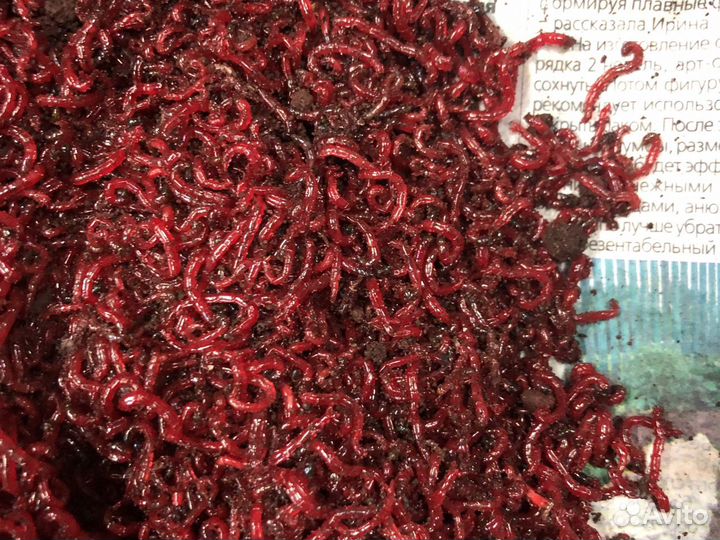 Мотыль уральский насадочный крупный