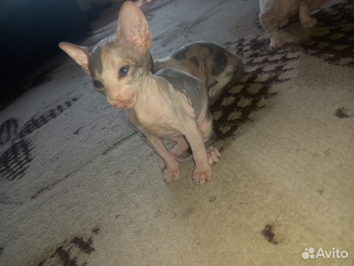 Донской сфинкс котята